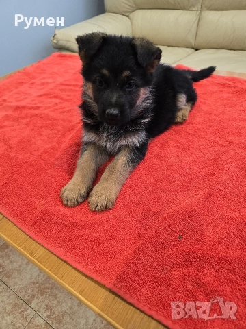 Уникална млада госпожица , снимка 8 - Немска овчарка - 52881278