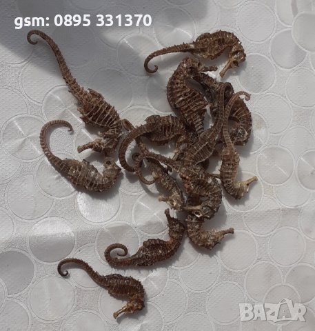 Стари, изсушени, сухи морски кончета, морско конче, снимка 3 - Други - 39884659