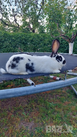 Зайци на различна възраст., снимка 9 - Други - 40604862