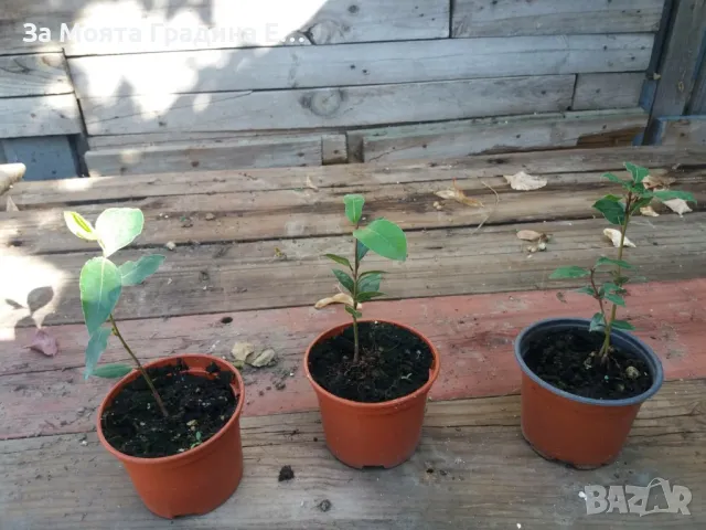 Дафинов лист , снимка 3 - Градински цветя и растения - 49489732