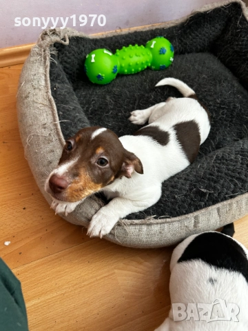 ДЖАК С ВАКСИНА И ПАСПОРТ-ДВА МЕСЕЦА 2210250743, снимка 6 - Джак ръсел териер - 52138533