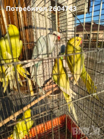 Продавам различни видове папагали , снимка 11 - Папагали - 52892178