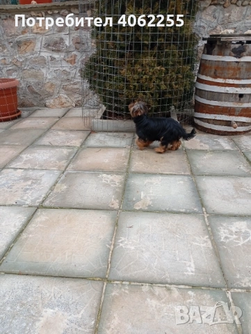 Продавам йоркширски териер , снимка 4 - Йоркширски териер - 53237265
