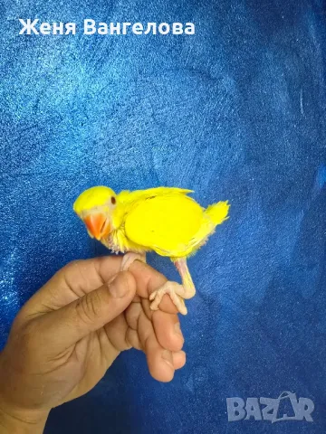 Ексклузивна цена до 1 юни Топ.. Малък александър., снимка 10 - Папагали - 50437180