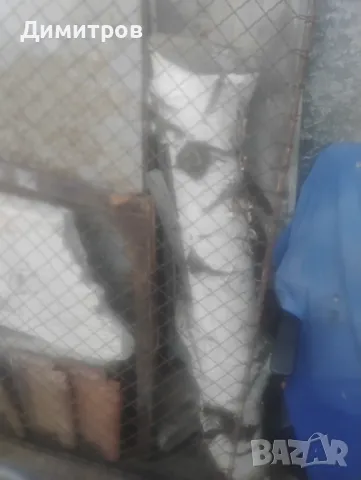 броя брезови трупи с красива бяла кора – за декорация и дизайн Описание:, снимка 5 - други­ - 50169517