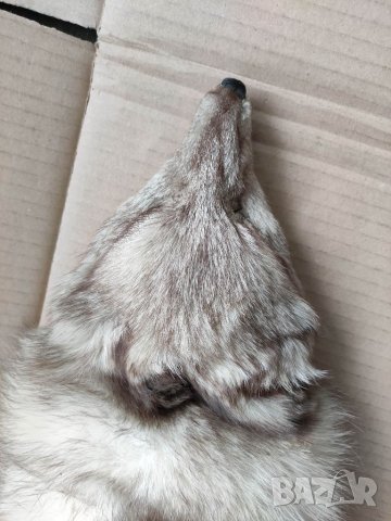 Продавам кожа от полярна 🦊, снимка 5 - Други ценни предмети - 32996137