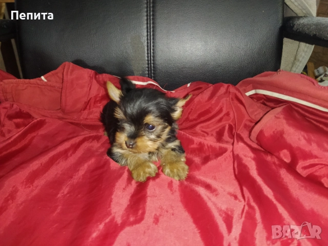 Мини йоркширски териери, снимка 4 - Йоркширски териер - 51977621