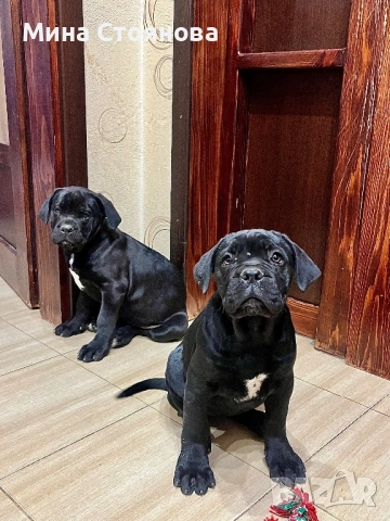 Продавам бебета Кане Корсо 