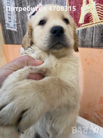 Голдън ретривър  момче родословен баща , снимка 9 - Голдън ретривър - 53604947