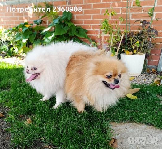 Померан, померанче, снимка 8 - Померан - 53483335