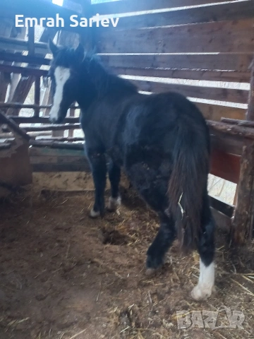 продава се на 10месеца 