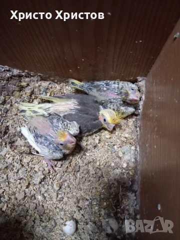 Папагали корела , снимка 1