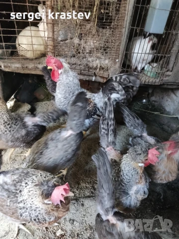 млади домашни петли 