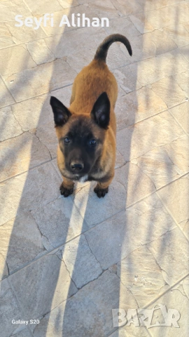 Малиноа, снимка 4 - Белгийска овчарка - 53192707