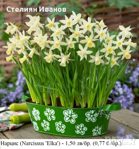 СОРТОВИ НАРЦИСИ - ЛУКОВИЦИ, снимка 8 - Сортови семена и луковици - 52372810