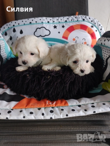 предлагам малтийска болонки , снимка 3 - Болонка - 52375877