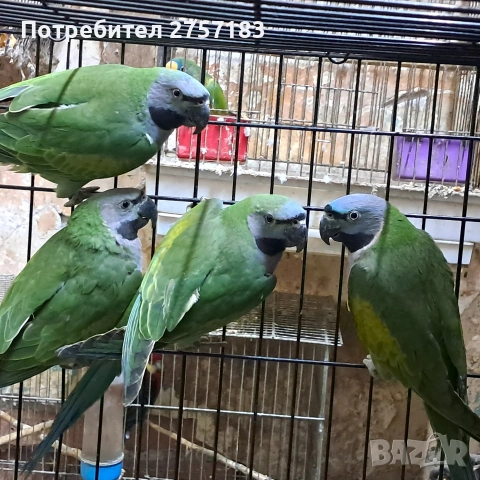 продавам китаиски александар, снимка 2 - Папагали - 53402086