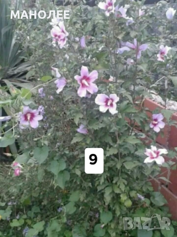 50 РЕЗНИКА В ЕДИН ПАКЕТ /видове по избор/ ЗА 20 ЛВ., снимка 10 - Градински цветя и растения - 51618754