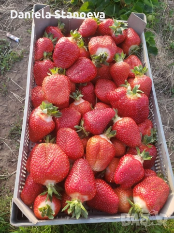 Разсад  ягоди