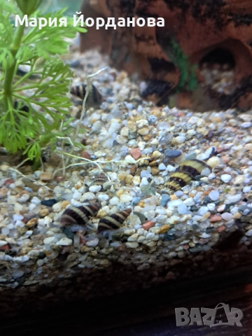 Охлюви Хелена, снимка 2 - Аквариуми - 52731119