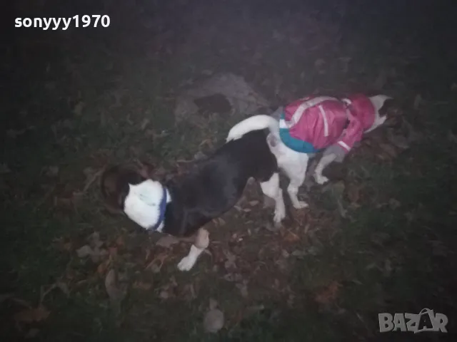 ДЖАК СИ ТЪРСИ ДАМА 0901251815, снимка 4 - Джак ръсел териер - 48619411