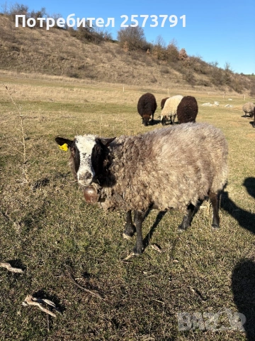 Романовски овце, снимка 5 - Овце - 53520025