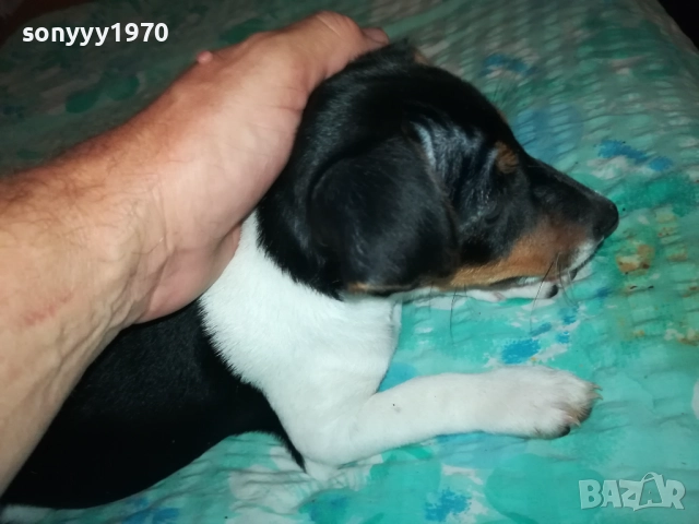 ЖЕНСКО ДЖАКЧЕ НА 90 ДЕНА 2011251700, снимка 12 - Джак ръсел териер - 52482164