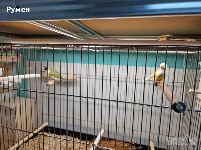 Гулдови амадини чифтове, снимка 5 - Амадини - 52976074