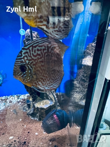 Риби Дискуси – група от 6бр.,здрави и красиви!, снимка 5 - Рибки - 52391837