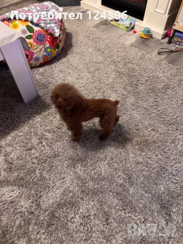 Той пудел teacup за разплод , снимка 2 - Търси партньор - 49019035