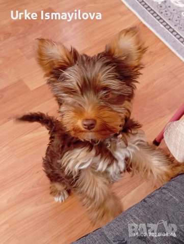 йоркширски териер , снимка 4 - Други - 53572120