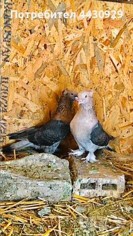 Мардини декорация и игра, снимка 3 - Гълъби - 53134999