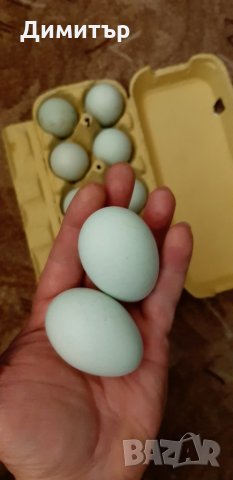 Разплодни яйца от сребриста Араукана , снимка 6 - други­ - 28548064