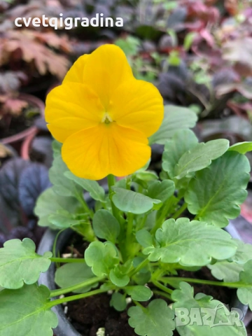 Мини теменужка жълта – Viola Mini Yellow