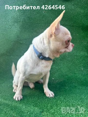 Мини момче  за разплод , снимка 1