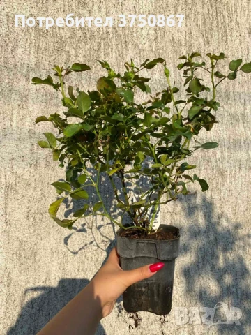 РОЗА 🌹Cubana ® Rose, снимка 7 - Градински цветя и растения - 51135625