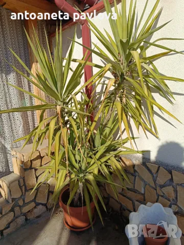 Два броя Палма Юка , снимка 6 - Градински цветя и растения - 48567103