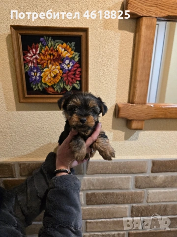 Йоркширски териери , снимка 7 - Йоркширски териер - 53137251