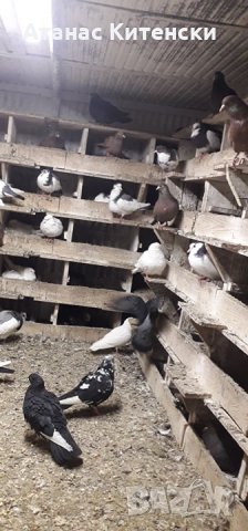 ПАЗАРДЖИШКИ ВИСОКО ЛЕТЦИ ЗА ДЪЛГОТРАЕН ВИСОК ПОЛЕТ, снимка 7 - Гълъби - 27987390