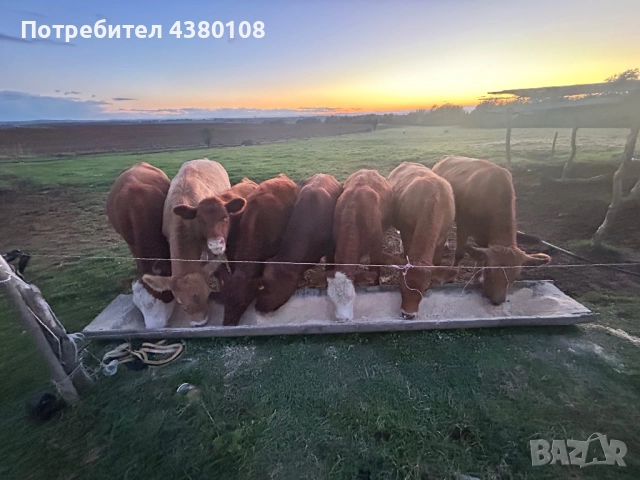 Телета 9женски 2мъжки само купно 