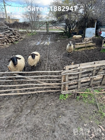 Суфолк овен, снимка 3 - Овце - 52748567