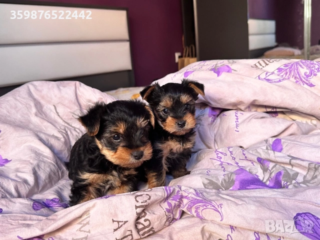 Йоркита, йоркширски териери 