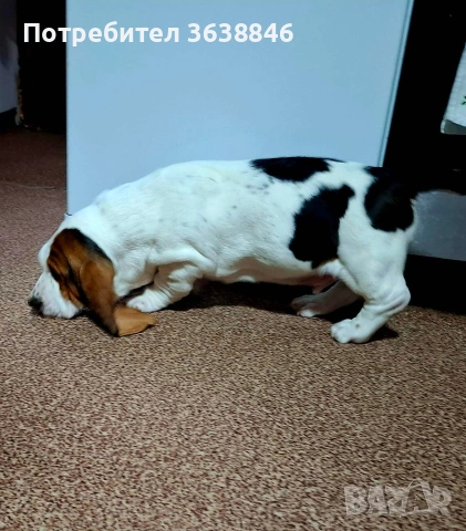 Басет хаунд, снимка 2 - Други - 53561130