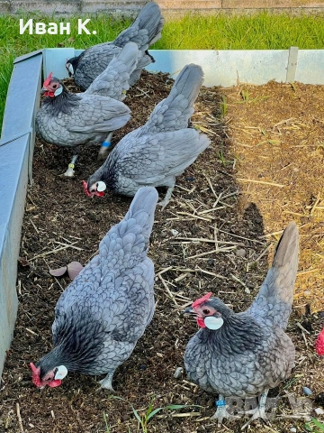 Продавам син Розкомби. , снимка 10 - Кокошки и пуйки - 53252380