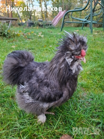 Американски копринки , снимка 4 - Кокошки и пуйки - 52495504