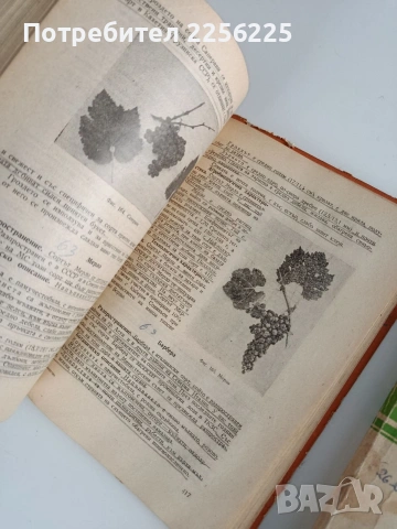 ЛОТ Лозарство, снимка 3 - Специализирана литература - 53456687