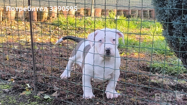 Американско Були Хл Момичета 