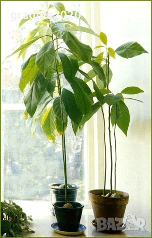 Авокадо, снимка 3 - Разсади - 51109064