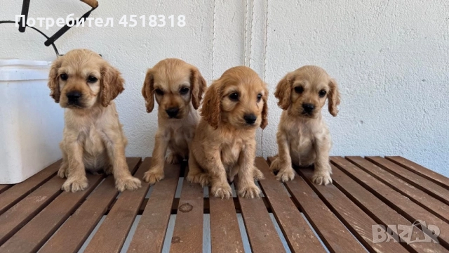 Малки кучета, снимка 1