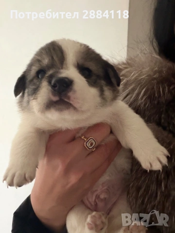 4 бебенца родени на 25.12.2025 търсят грижовни стопани подарявят се само на сериозни грижовни хора м